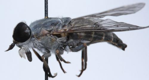 Réf. 113 257 : Tabanus cordiger