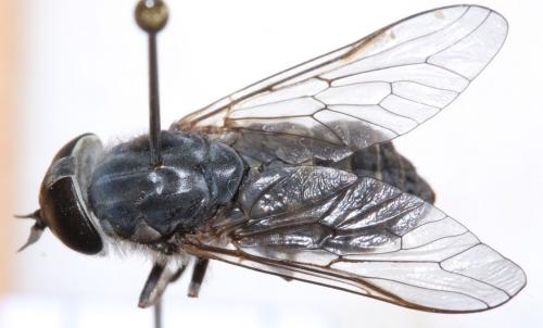 Réf. 113 259 : Tabanus cordiger