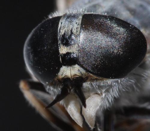 Réf. 113 260 : Tabanus cordiger
