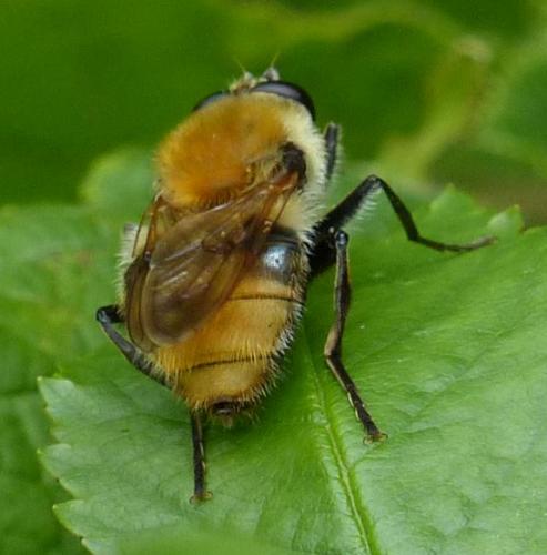 Criorhina floccosa