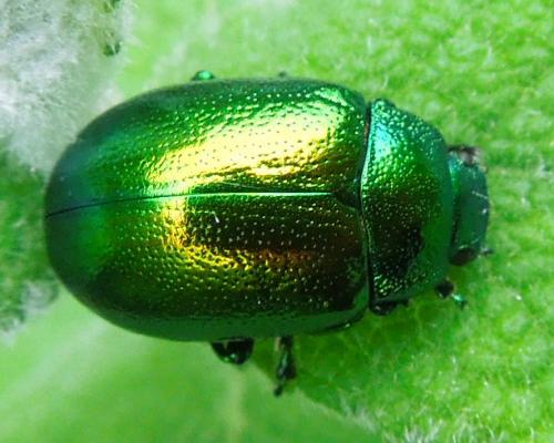 Chrysolina herbacea