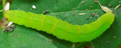 Scoliopteryx libatrix