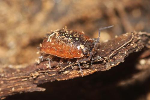 Philoscia affinis