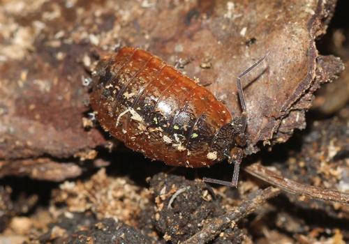 Philoscia affinis