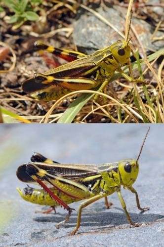 Réf. 113 941 : Arcyptera fusca