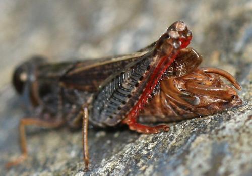 Calliptamus sp.