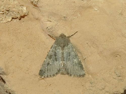 Polymixis dubia