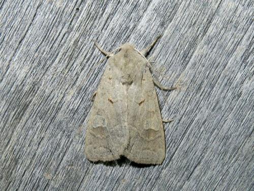 Ammoconia caecimacula