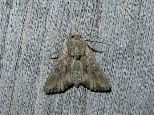 Mniotype occidentalis