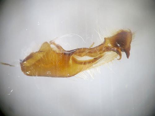 Réf. 113 444 : Mniotype occidentalis