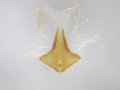 Conistra alicia