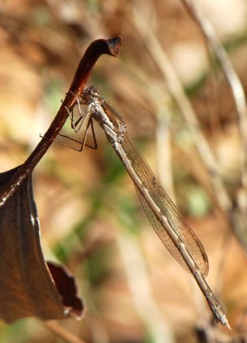 Sympecma fusca