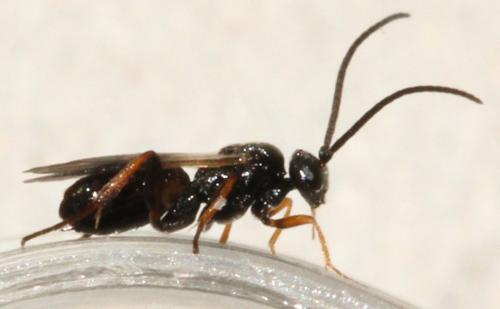 Réf. 113 714 : Cotesia sp.