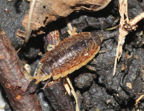 Philoscia affinis
