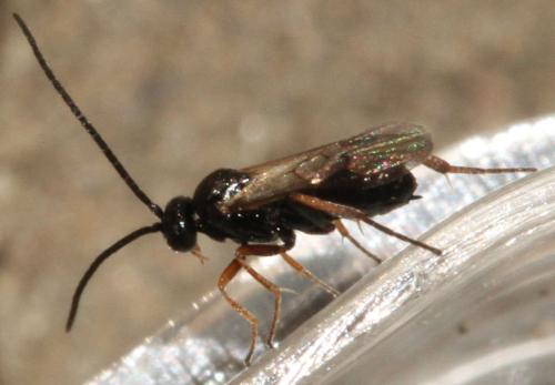 Réf. 113 715 : Cotesia sp.