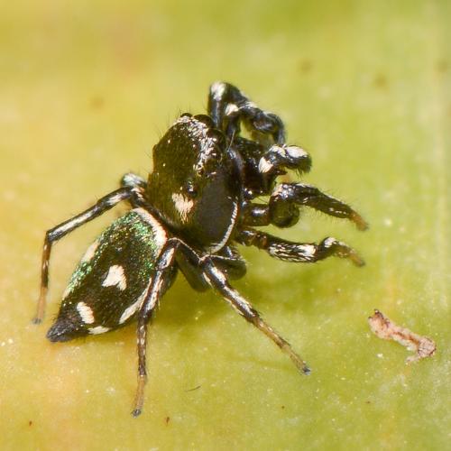 Réf. 113 031 : Heliophanus apiatus