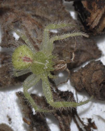 Heriaeus sp.