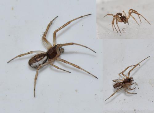 Réf. 113 557 : Frontinellina frutetorum