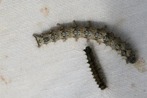 Poecilocampa populi