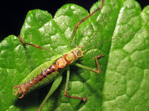 Réf. 113 942 : Leptophyes punctatissima