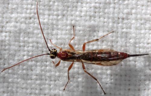 Réf. 113 215 : Tromatobia lineatoria