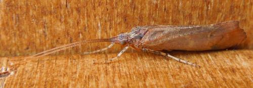 Glyphotaelius pellucidus
