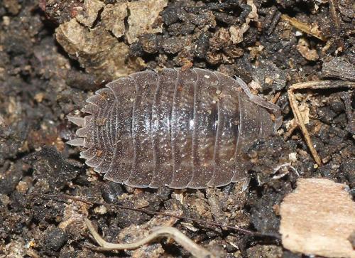 Porcellio dilatatus