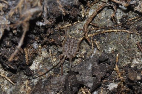 Homalenotus quadridentatus