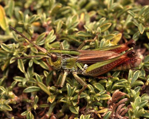 Réf. 113 501 : Omocestus antigai bellmanni