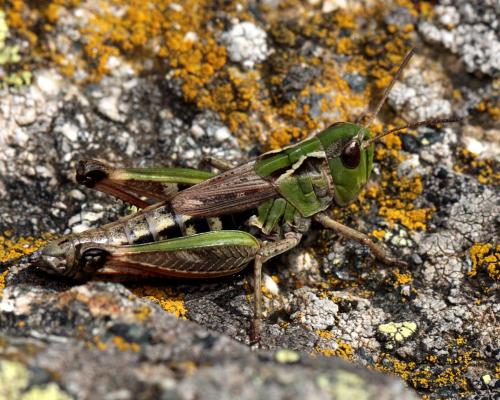 Réf. 113 502 : Omocestus antigai bellmanni