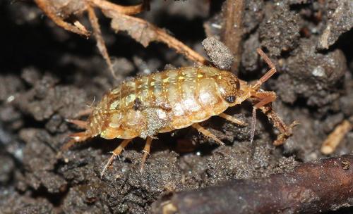 Réf. 113 654 : Philoscia affinis