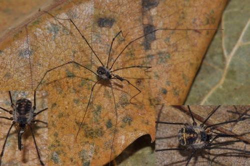 Réf. 113 203 : Mitostoma chrysomelas