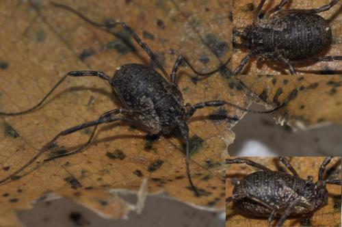 Oligolophus tridens