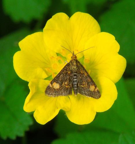 Réf. 113 792 : Pyrausta aurata