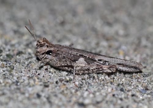 Acrotylus insubricus braudi