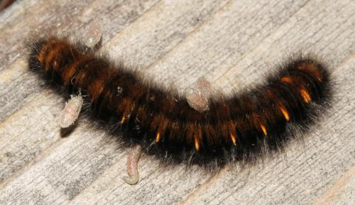 Réf. 113 705 : Cotesia sp.