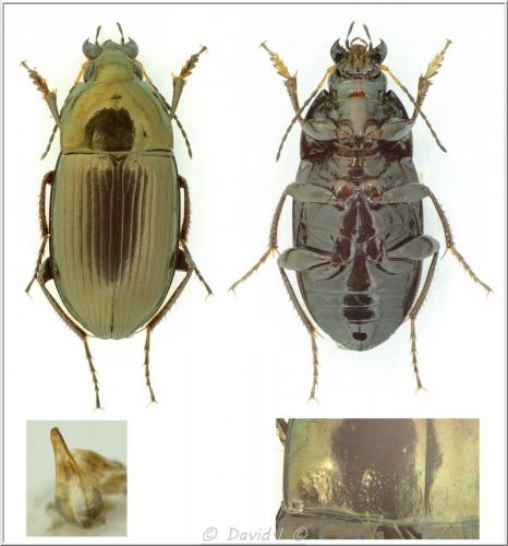 Réf. 113 671 : Amara similata