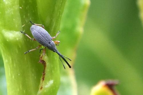 Rhopalapion longirostre