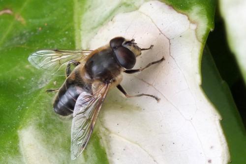 Réf. 113 413 : Eristalis tenax