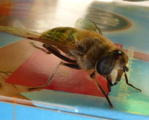 Eristalis tenax