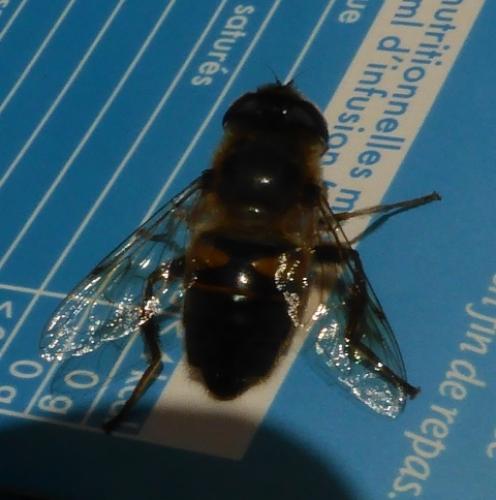 Eristalis tenax