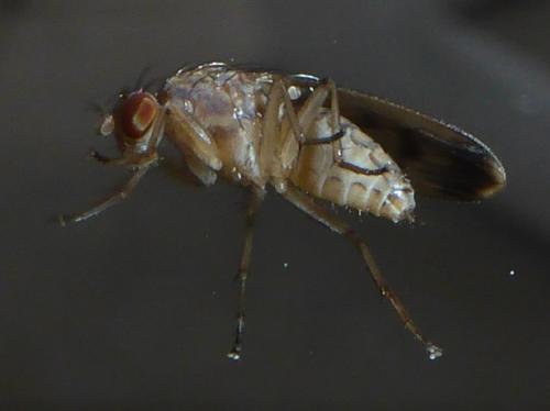 Réf. 113 836 : Suillia variegata