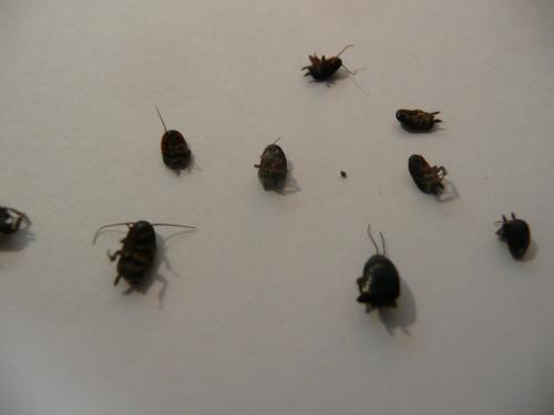 Loboptera sp.