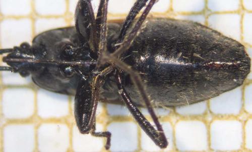 Eremocoris plebejus