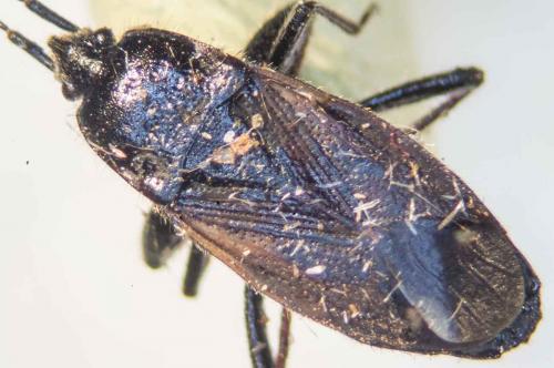 Eremocoris plebejus