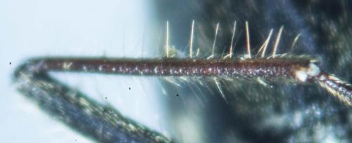 Eremocoris plebejus