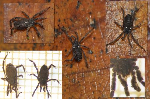 Réf. 113 621 : Anelasmocephalus cambridgei