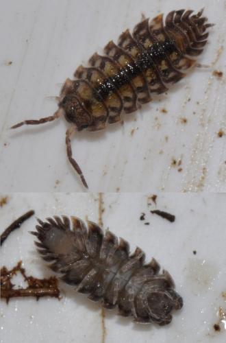 Oniscus asellus
