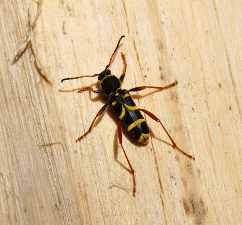 Clytus arietis