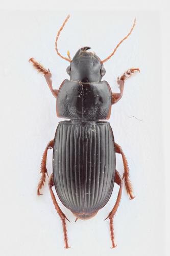 Réf. 113 510 : Harpalus latus